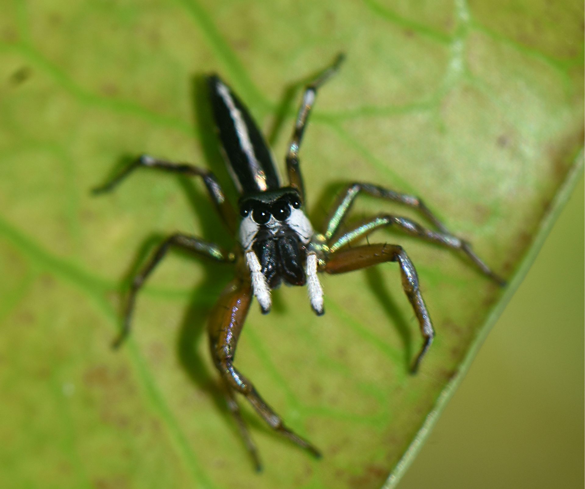 Andaman Islands Spider Tour