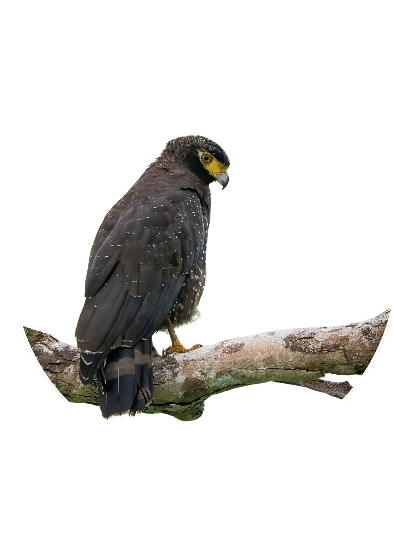 Andaman Endemic Birding Tours Andaman Serpent Eagle