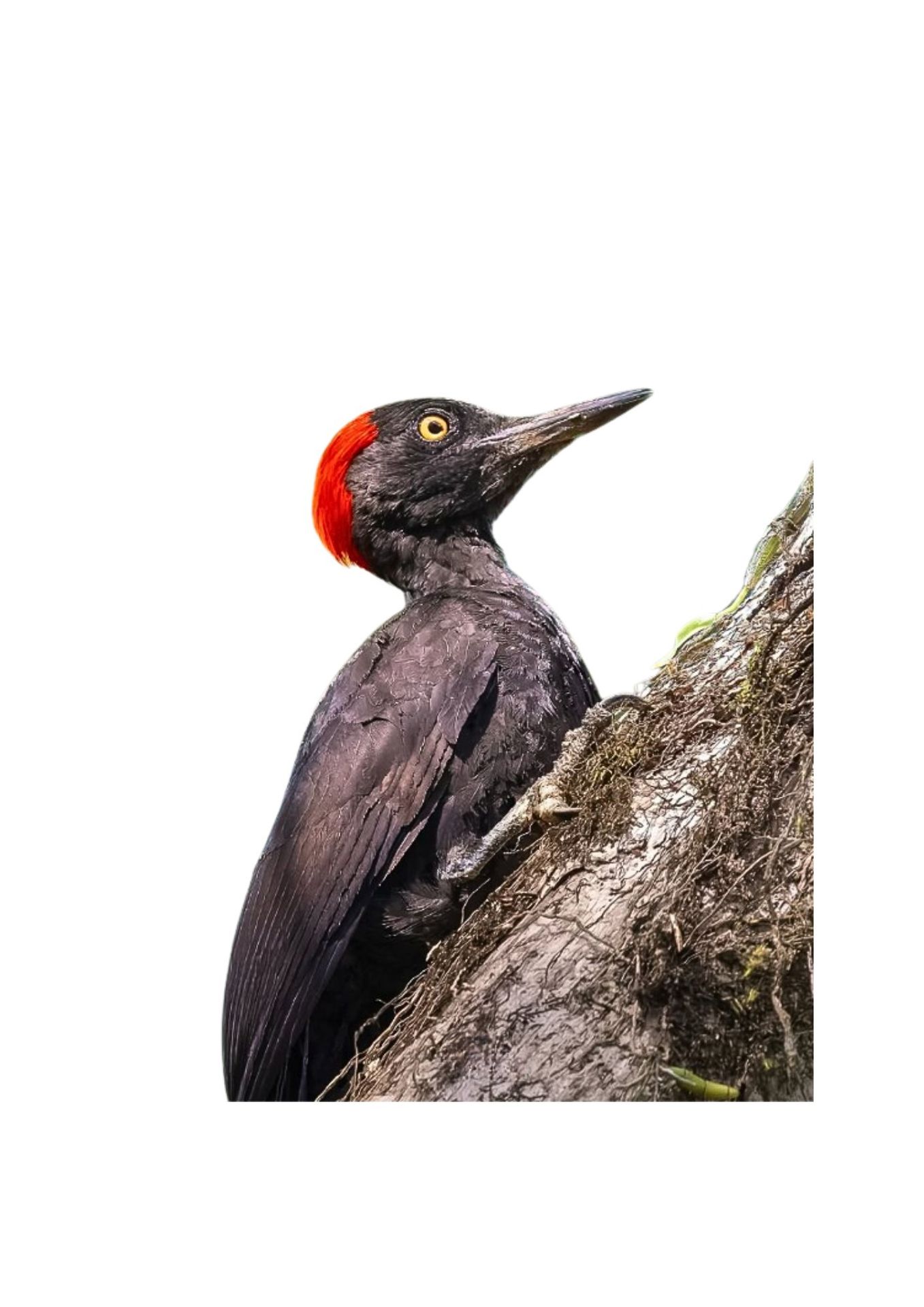 Andaman Birding Tour Andaman woodpecker