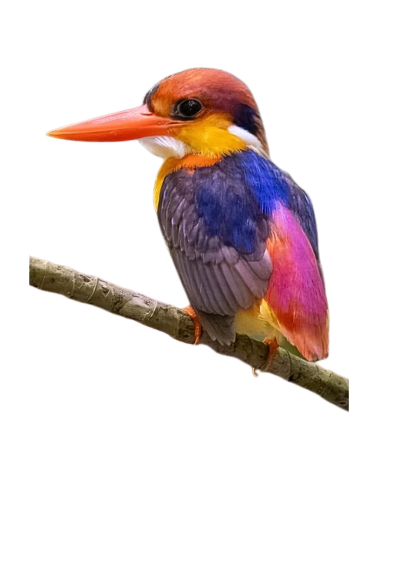 Andaman Birding Tour Black back dwarf Kingfisher