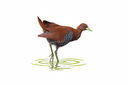 Great Nicobar Birding Tour | 7 Endemics